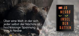 Ratte. Link zum Buch Insel der Ratten.