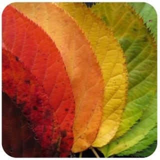 Blätter in verschiedenen Farben. Link zu unserem Onlineschaufenster Romantisch in den Herbst.